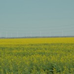 Canola Fields