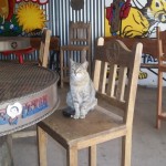 Sleepy Kitty at the Big Texan