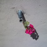 be sure to wear some flowers in your hair