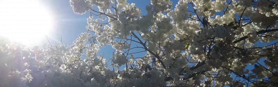 Springtime in Cottage Grove