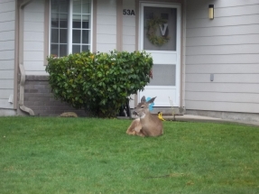 Deer in the frontyard