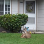 Deer in the frontyard