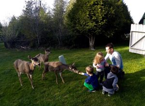 Deer in the Backyard
