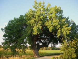 cottonwood trees