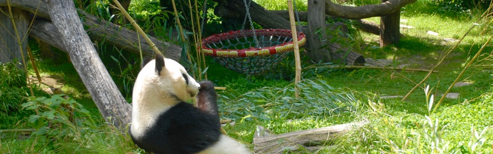 Panda Bear in Schonbrunn Tiergarten