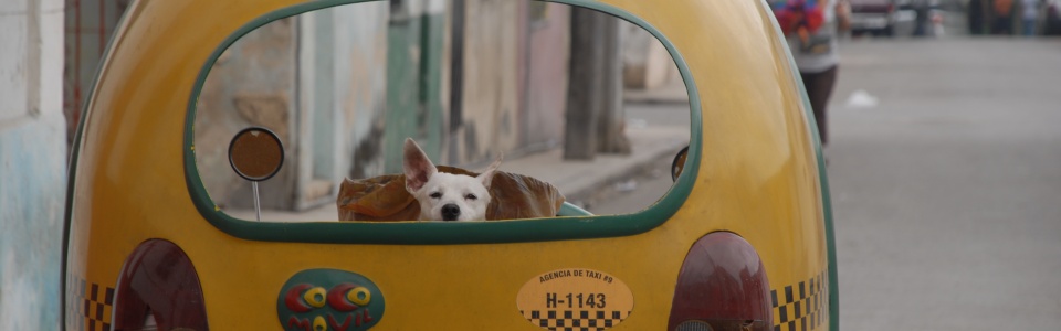 dog in taxi, havana