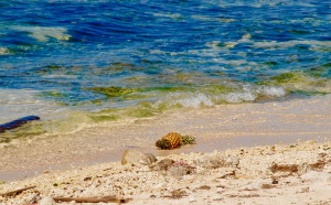 allende beach, matanzas
